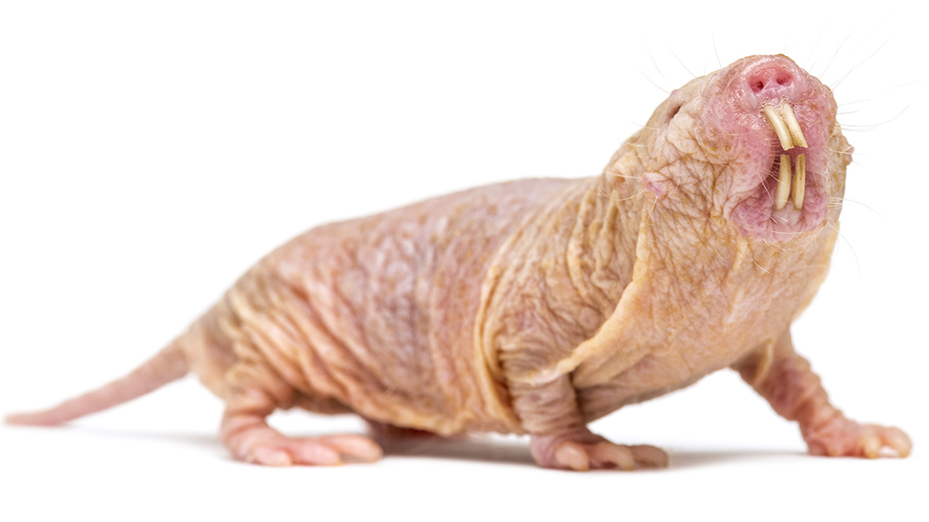 Not the NMR You Are Thinking of