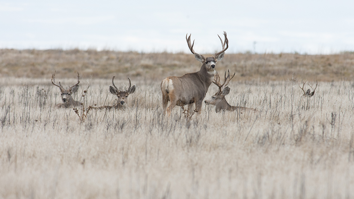 Oh Deer! Using Socioscientific Issues to Teach Inquiry-Based Lessons With English Language Learners