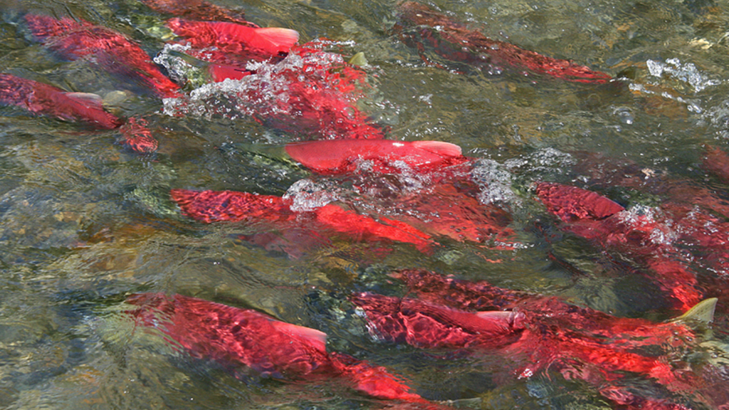 Cross-Dressing Salmon