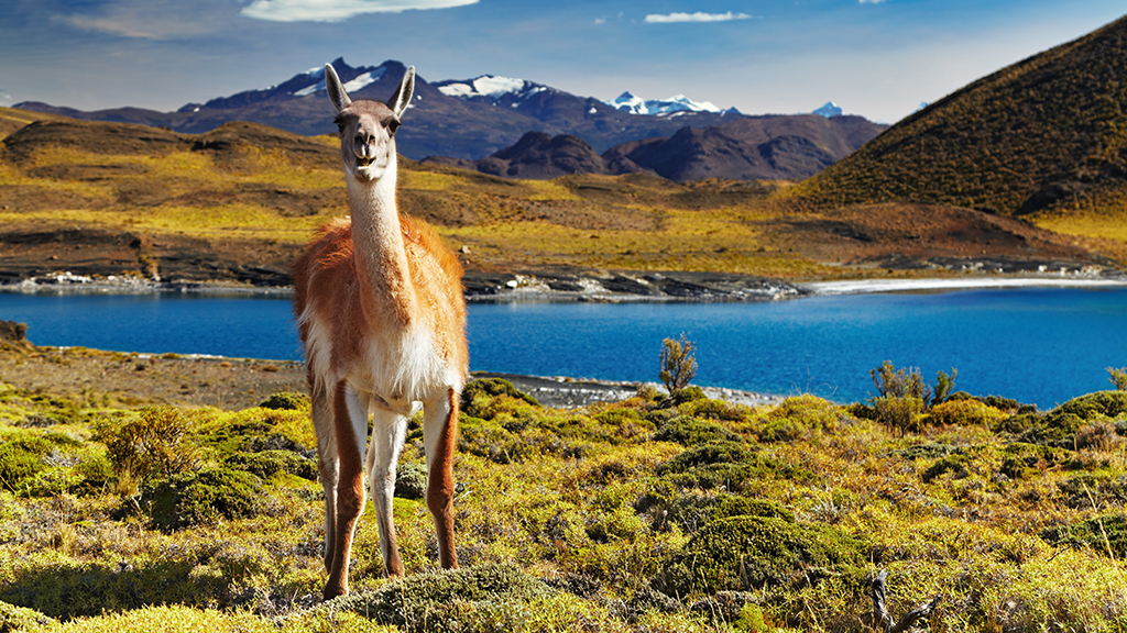 The Great Patagonia Land Grab