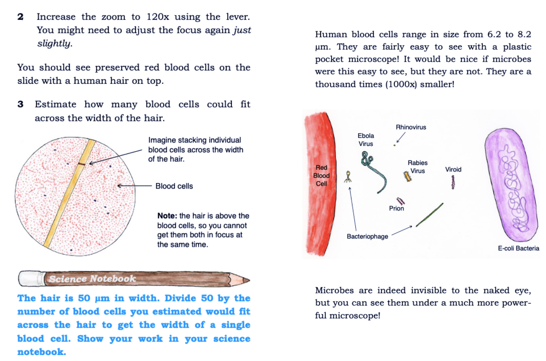 Samples from the Going Viral! booklet showing how students will compare a red blood cell to a hair, and then compare that red blood cell to even smaller microorganisms.