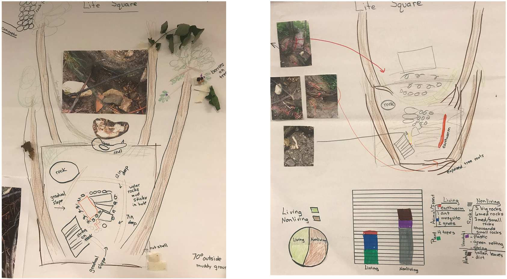 One teacher’s set of representations of what she observed in her ecosystem over time. 