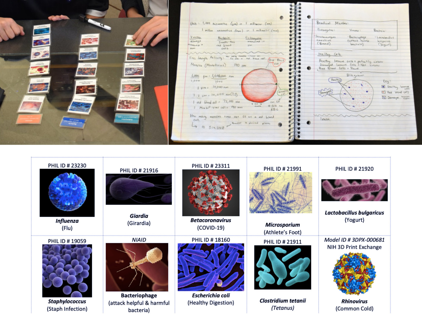 Students work through the microbe sorting activity, for which a close-up snapshot of some of the cards can also be seen. Student work shows drawings of Epstein-Barr infected white blood cells as compared to healthy blood cells.