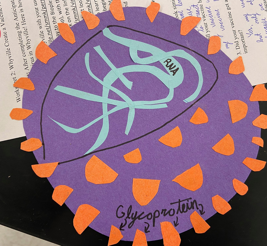 Student model of a virus showing glycoprotein and RNA.