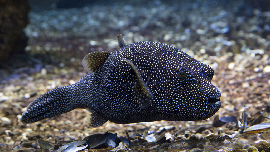 Bad Fish, Bad Bird NSTA