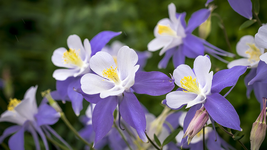Reproductive Isolation in Columbines