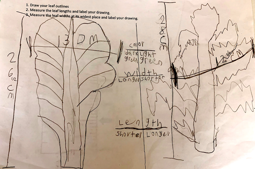 Measuring leaf width.