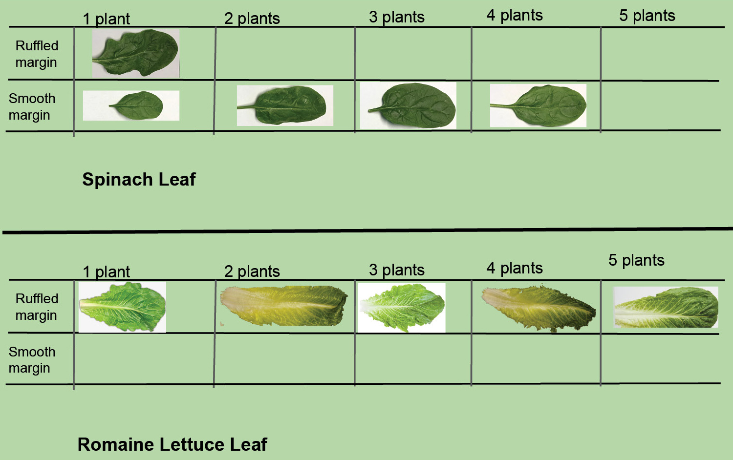 Comparing spinach and lettuce leaves.
