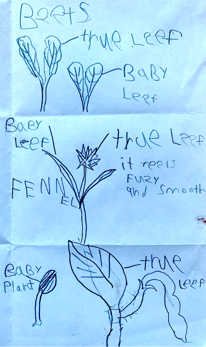 Comparing seedlings from different plant families.