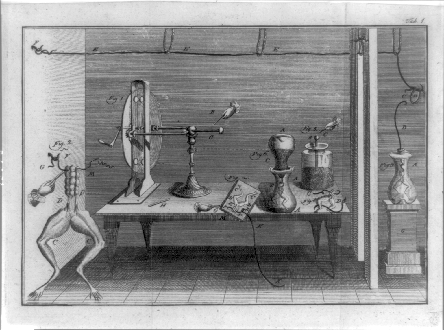 Legs of dissected frogs, and various metallic apparatus used to measure what was thought to be electricity flowing in animals.