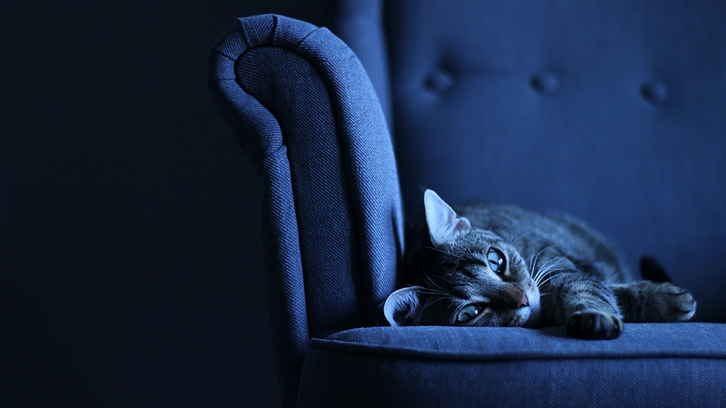 Does Jazmyne Need a New Chair?