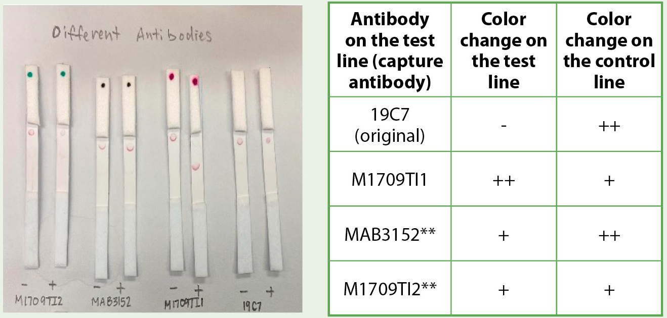 Comparing the effects of different anticardiac troponin antibody with the J conjugate.