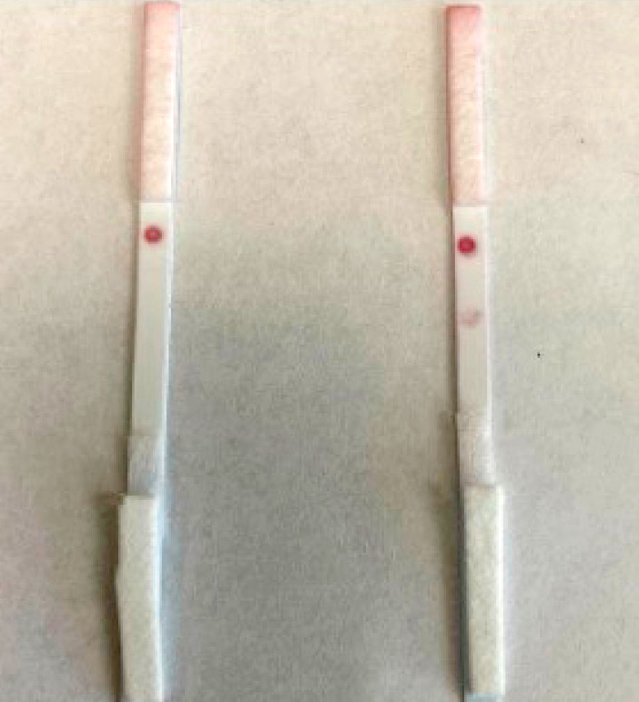 Full strip with all five components of a lateral flow assay showing the successful detection of troponin at 500 ng/ml.