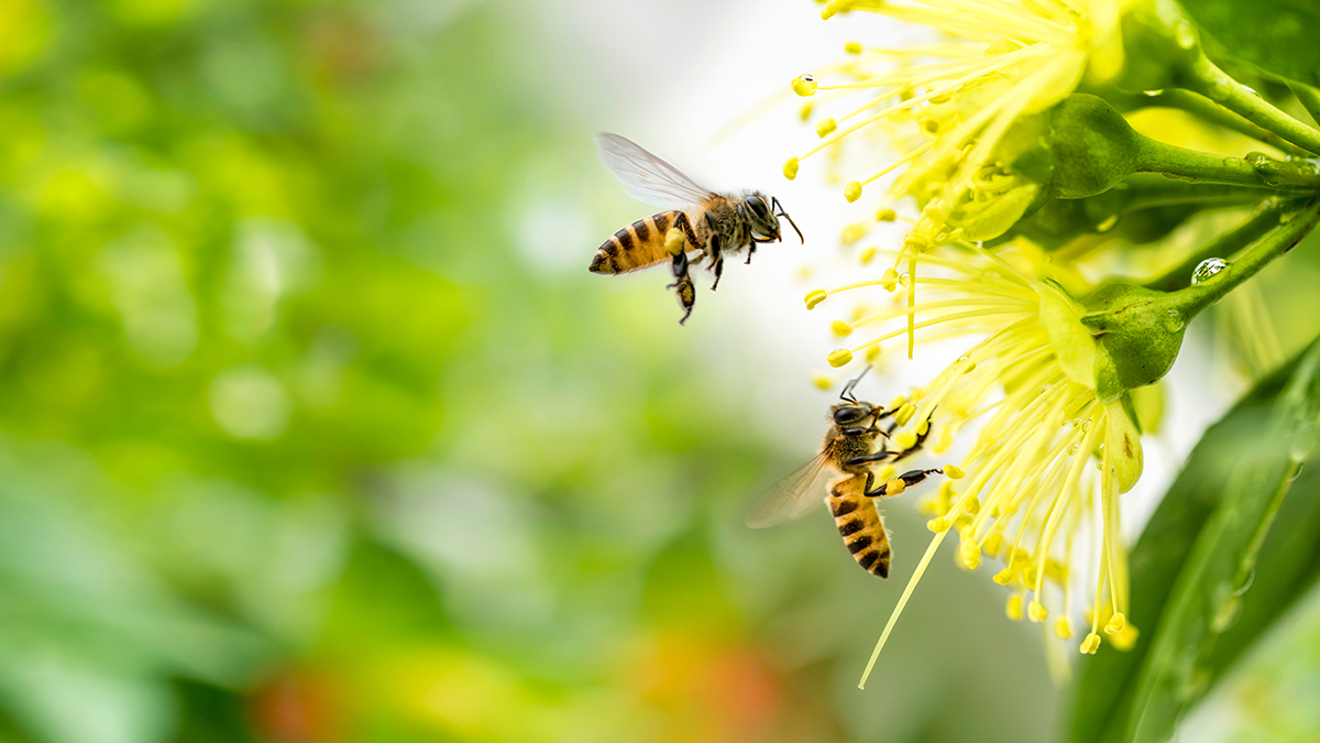 Bee Time