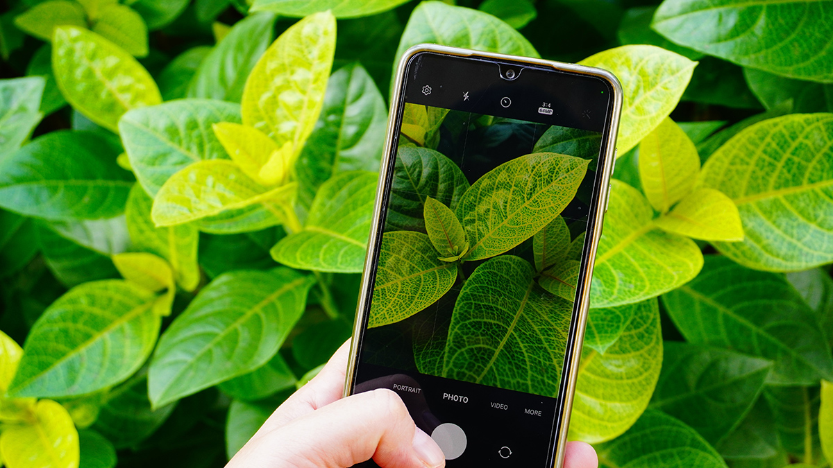 Using iNaturalist to Support Place-Based  Learning and Data Analysis