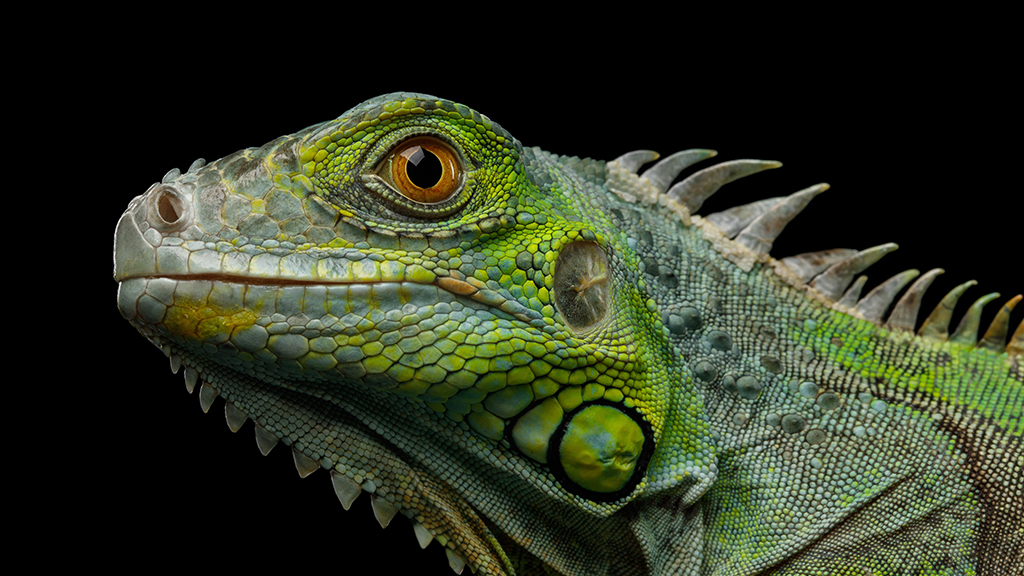 A Long Recovery Road for Norrie