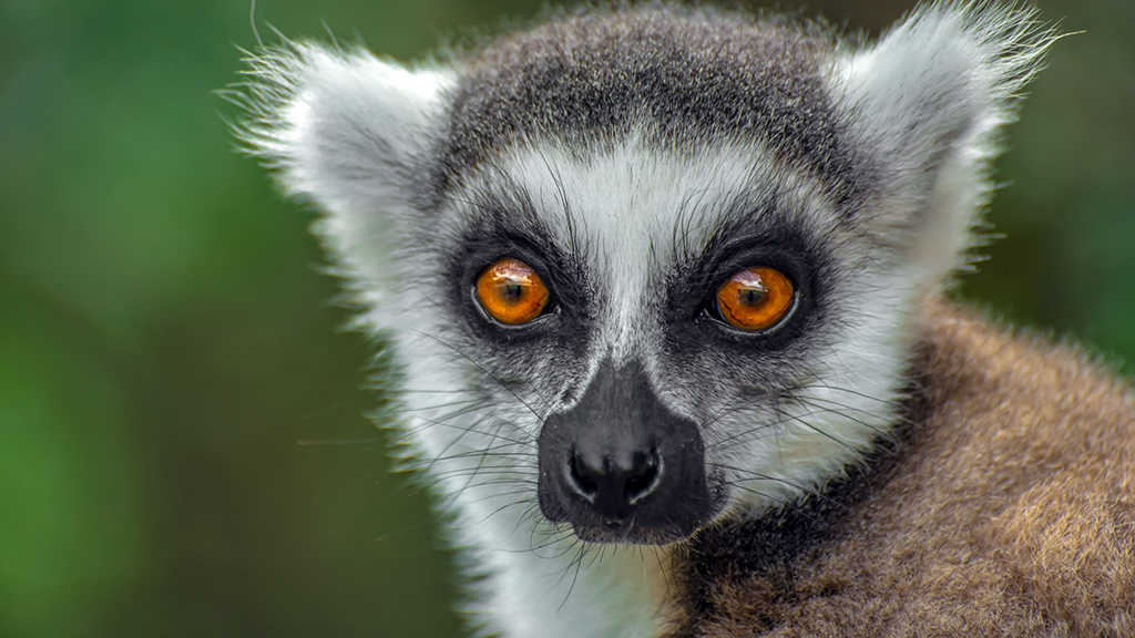 Forests for Lemurs