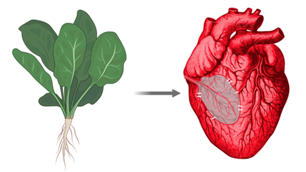 Spinach Hearts and Apple Ears