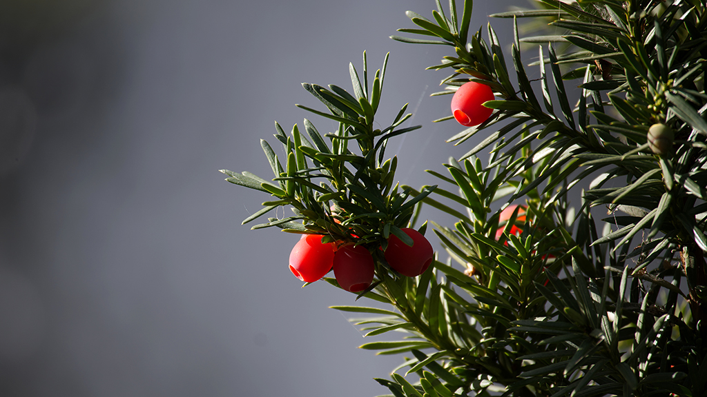 Saving Trees to Save Cancer Patients