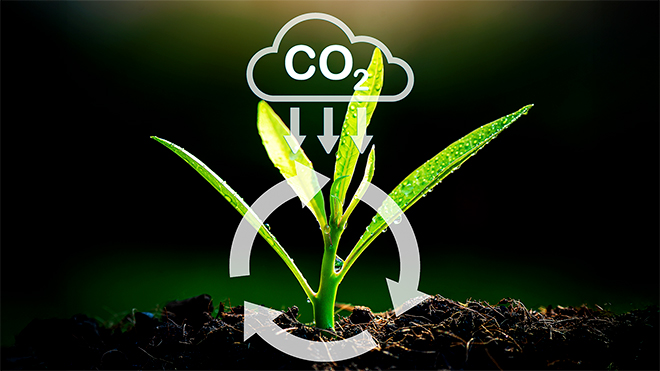 plant seedling being held in hands with a carbon illustration