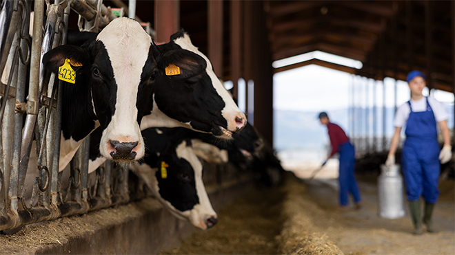cows in an industrial dairy farm setting
