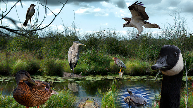 many species of animals in one setting