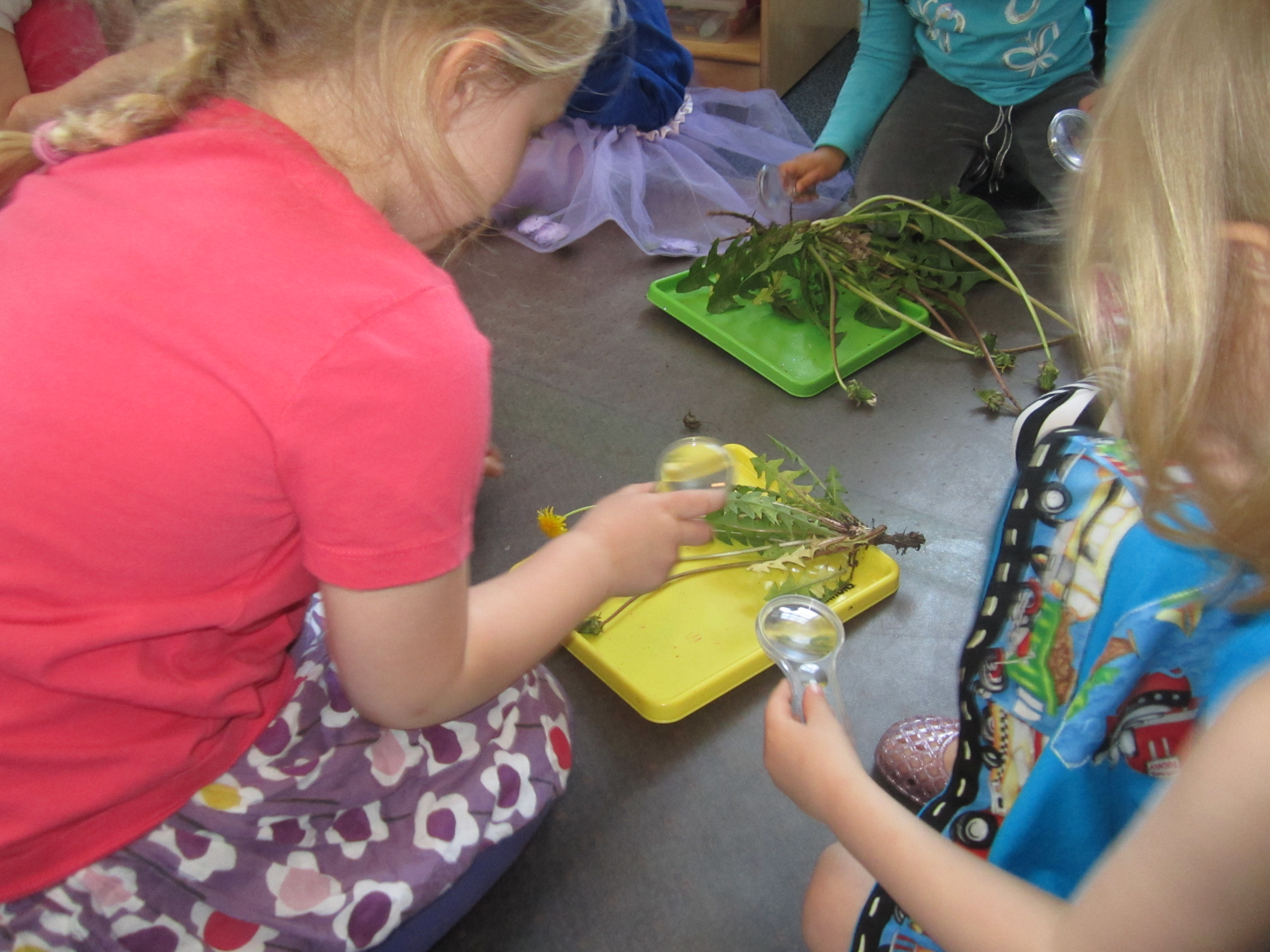 Children use magnifiers to examine dandelion plants.