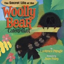 Cover of the book, The Secret Life of the Woolly Bear Caterpillar.