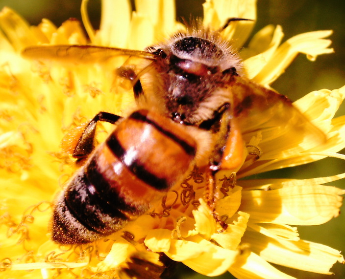 bee-flower