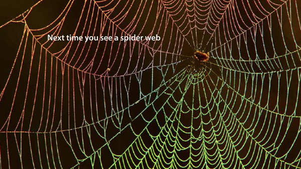 Next Time You See a Spiderweb 