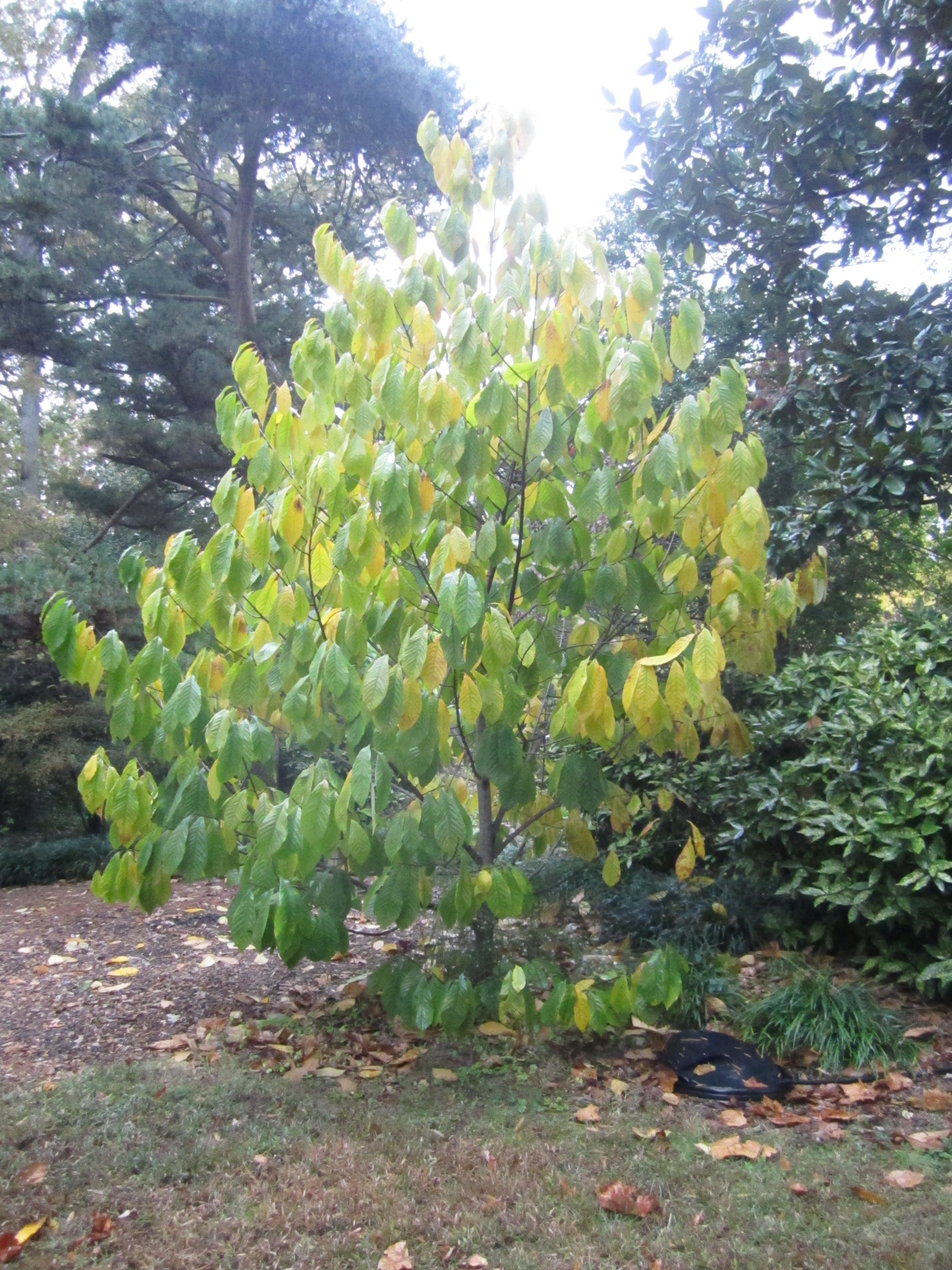 Fall yellow color just beginning in Paw Paw tree leaves.