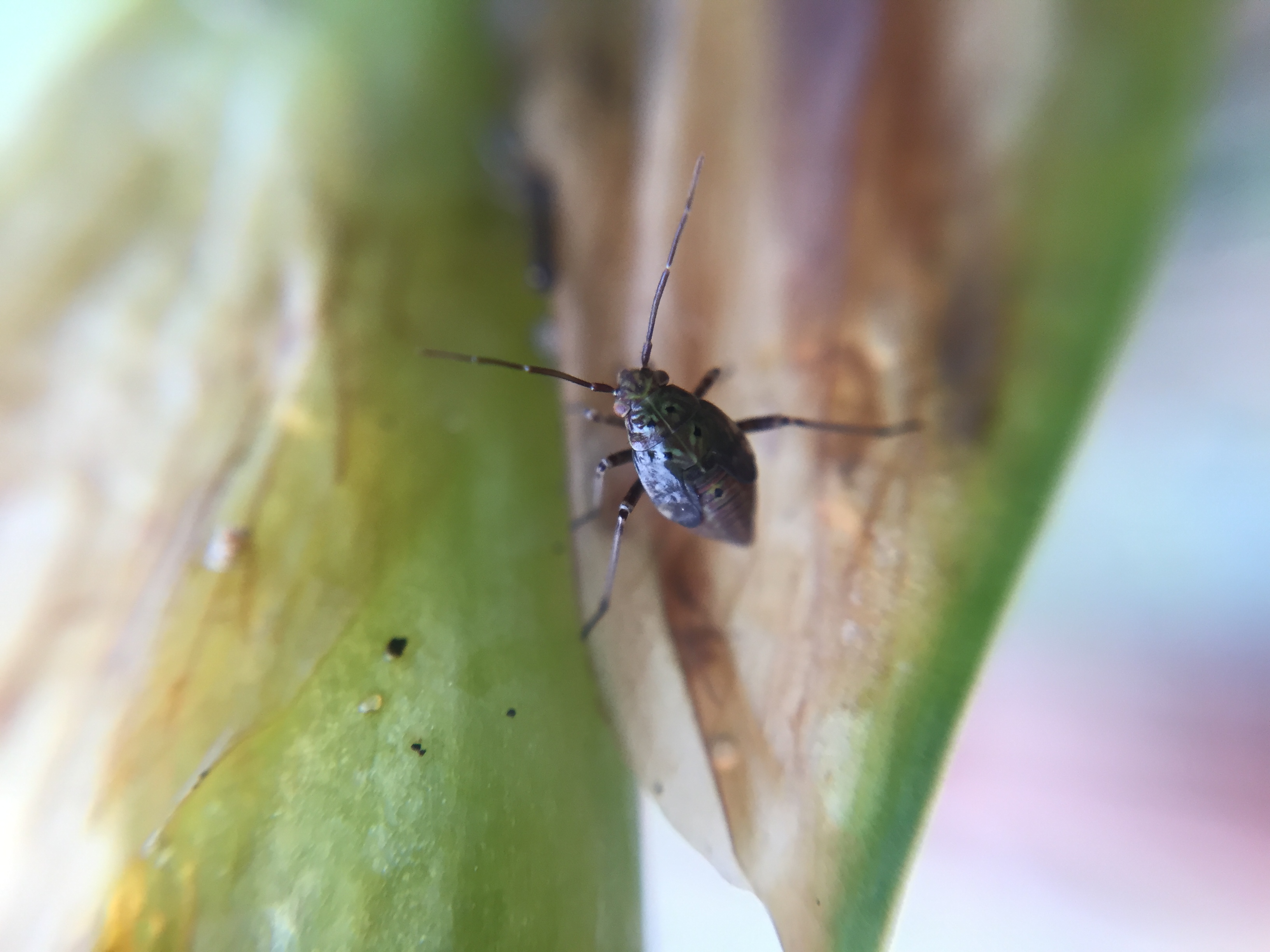 Small insect.