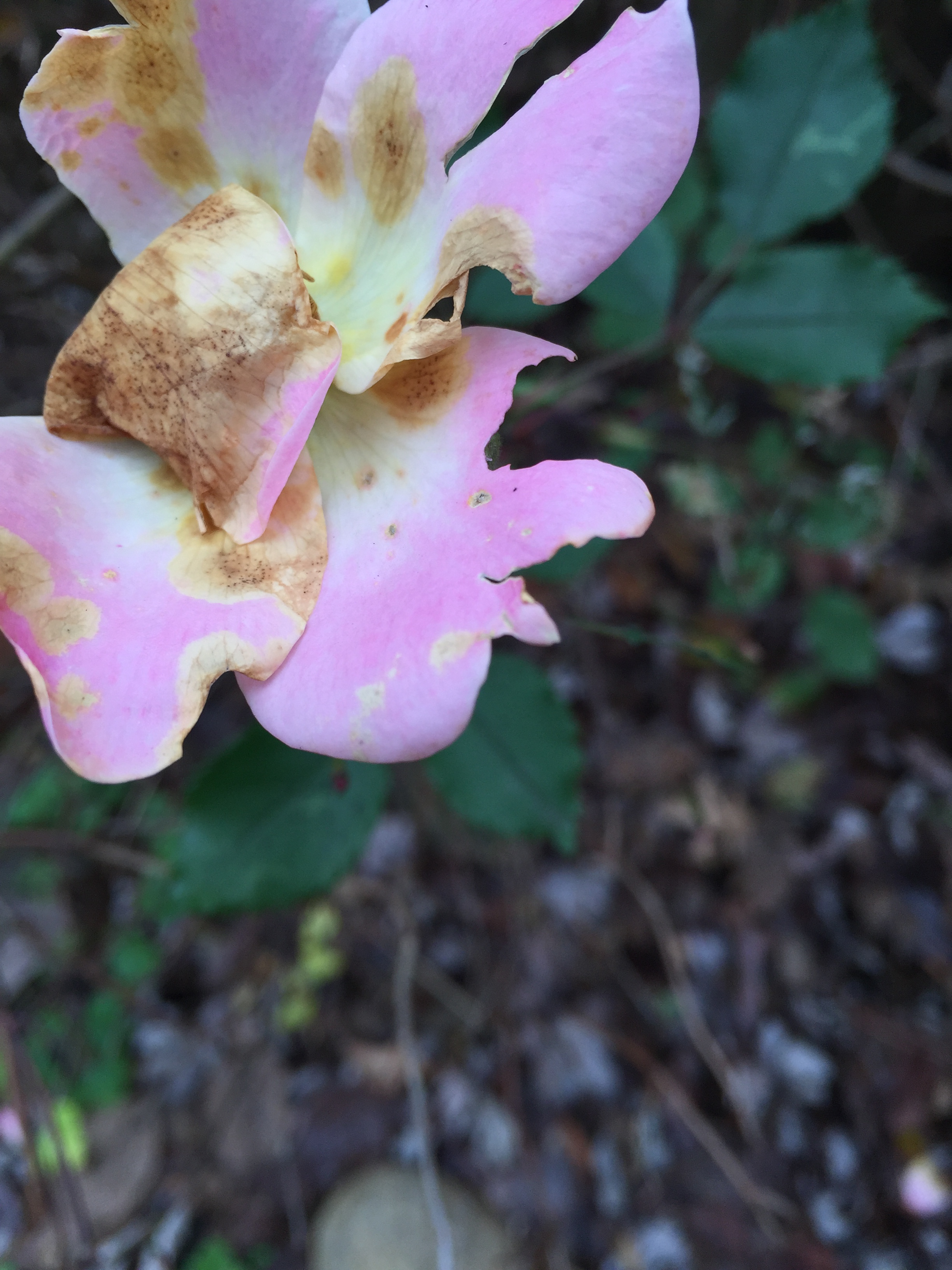 Rose petal with evidence of insect eating.