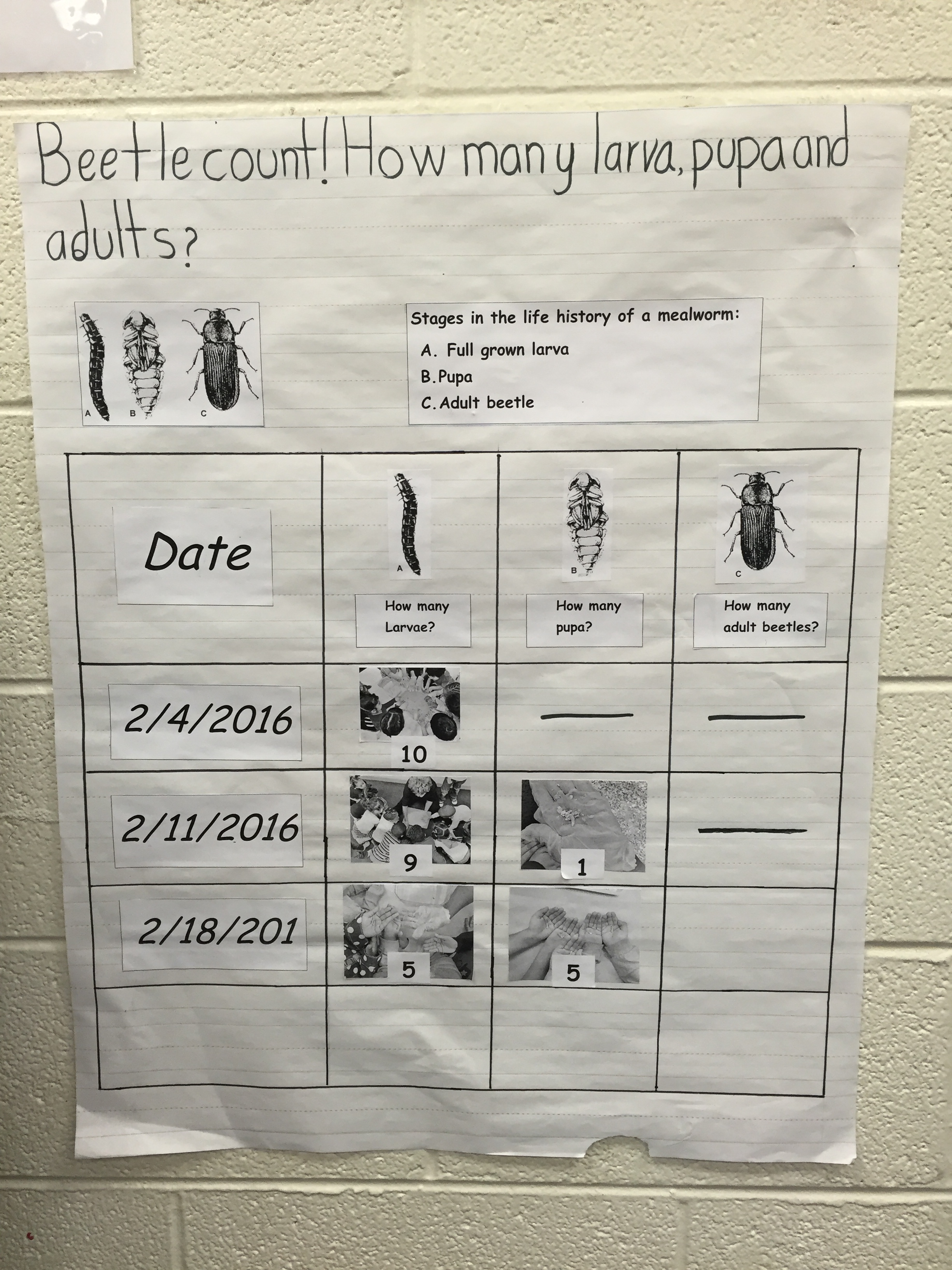 Data collection poster about insect observation.