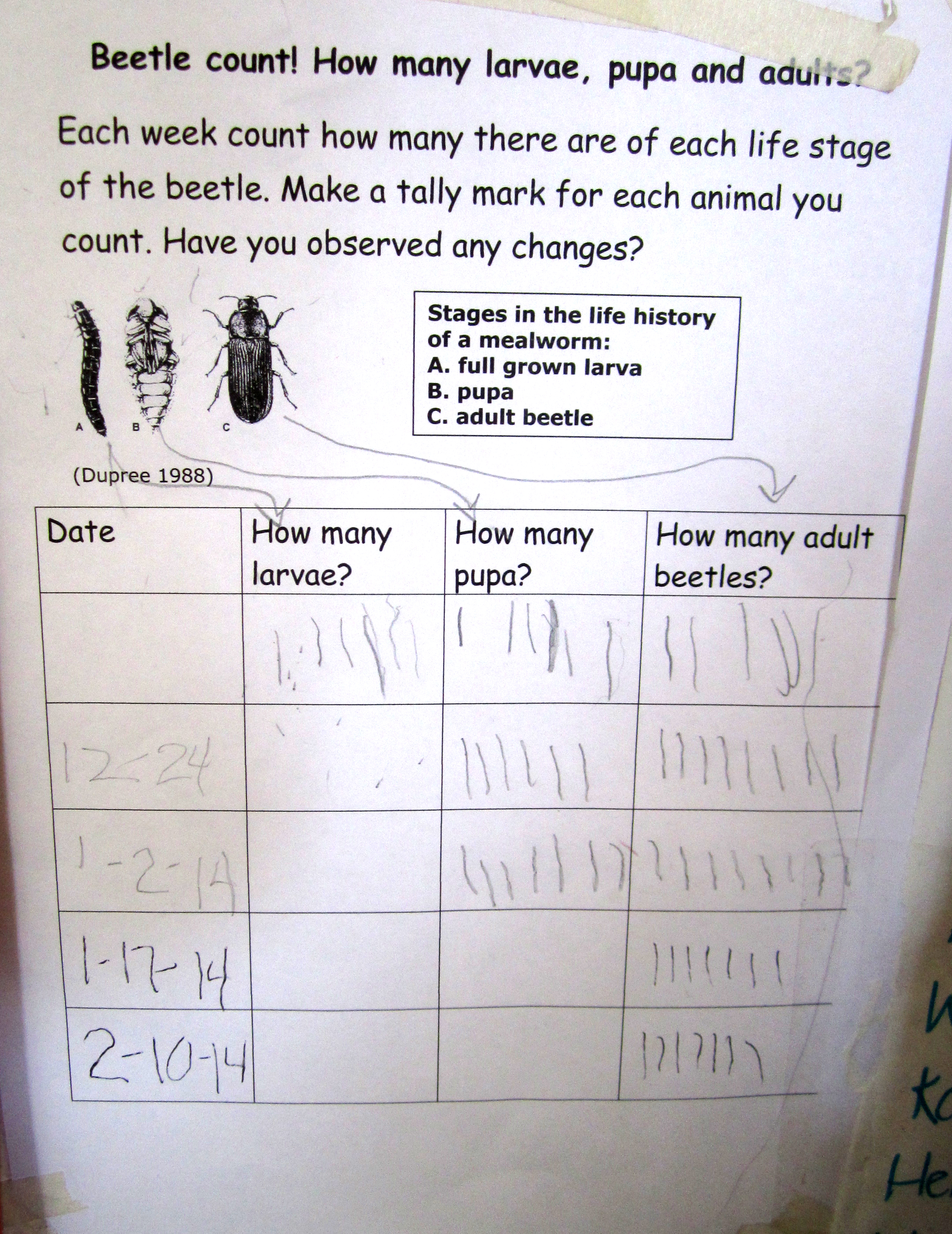 Tally chart recording of beetle count by children.