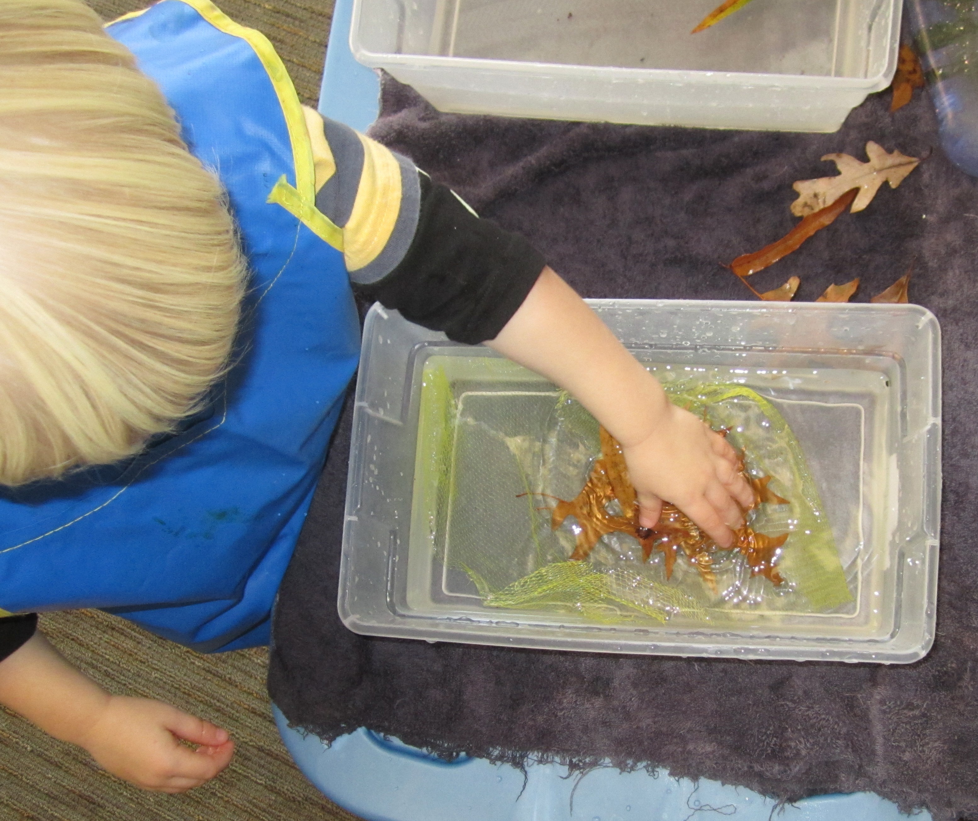 Child feeling leaves in a tub of water.