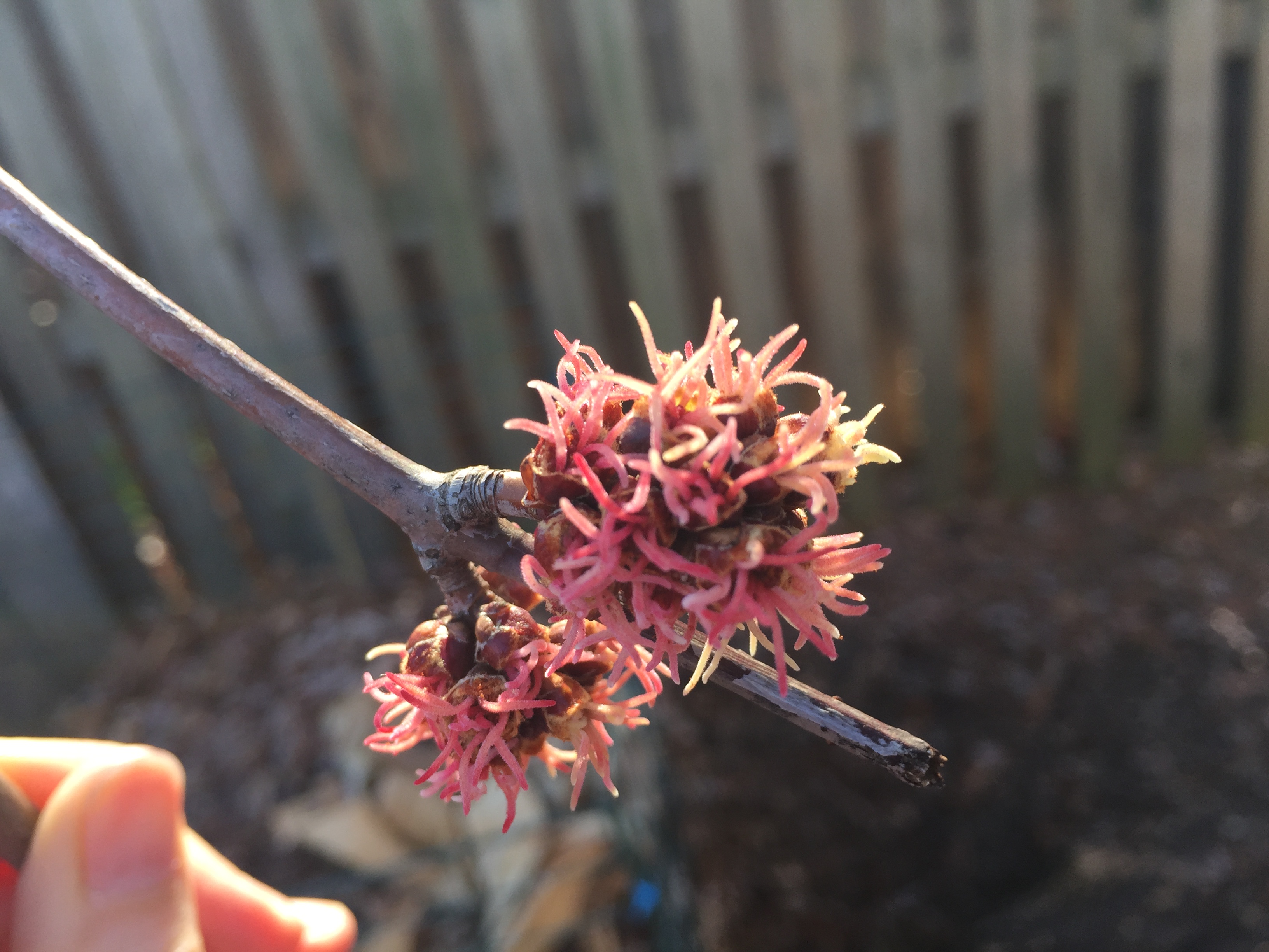 Silver maple tree flower