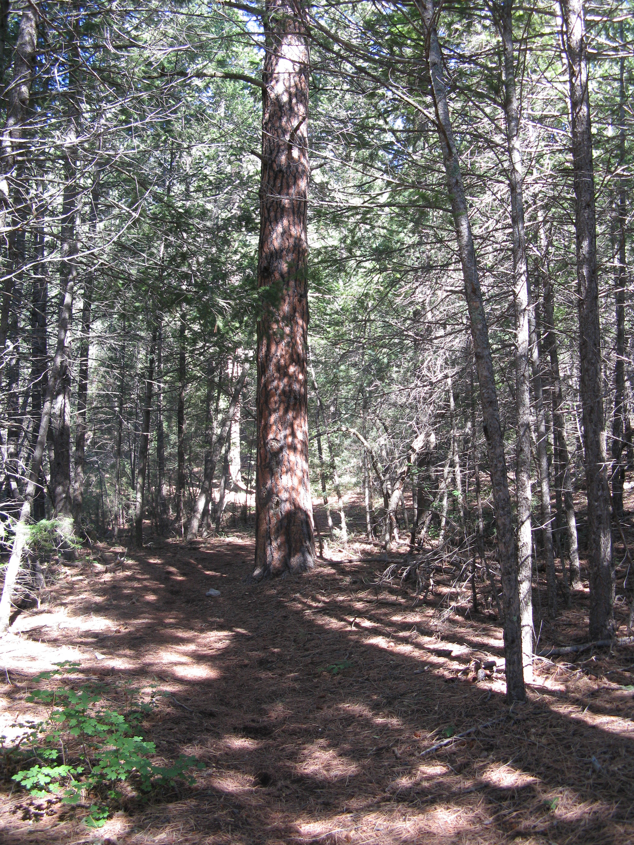 Ponderosa pine in New Mexico forest