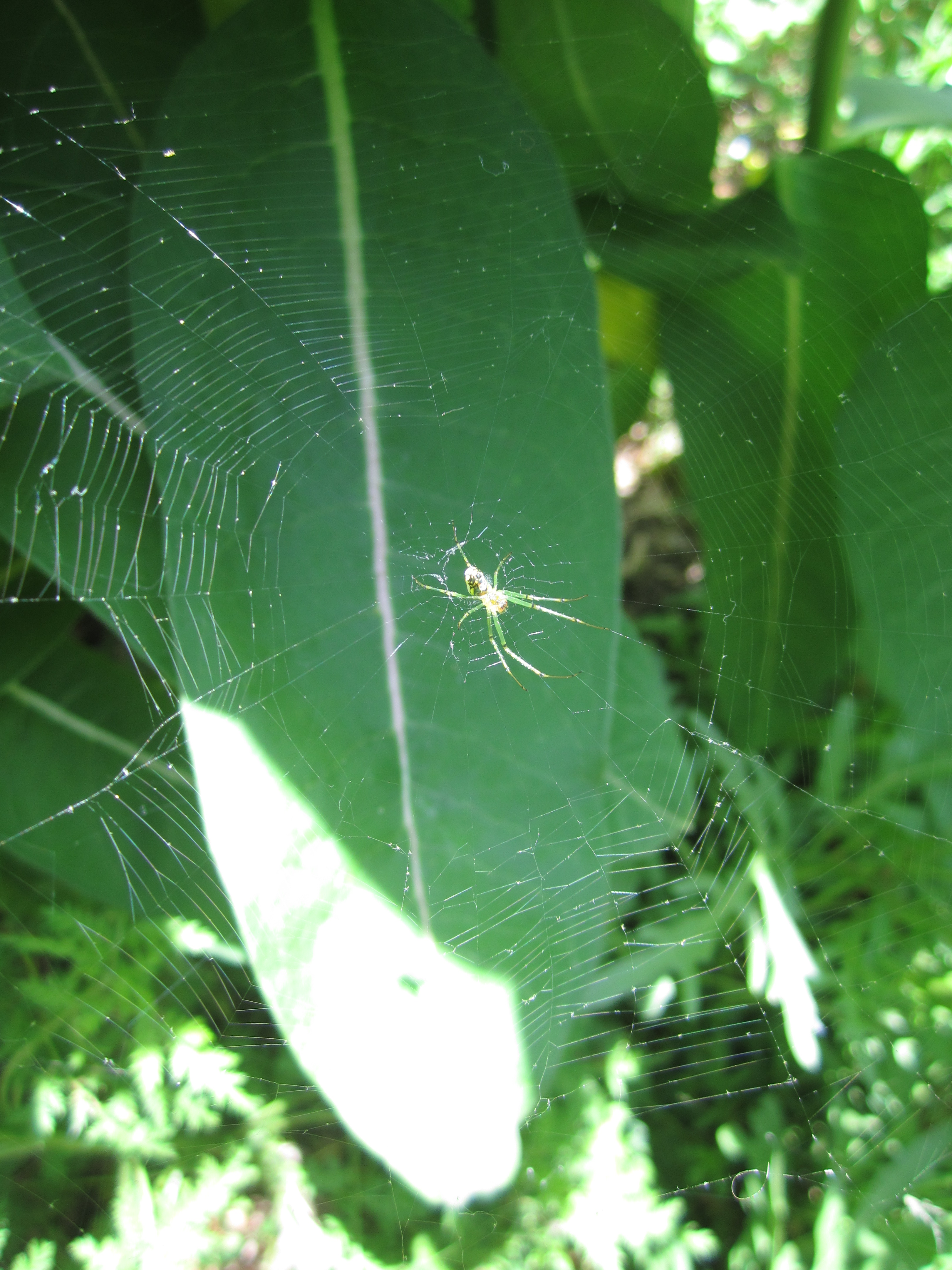 Spider in web in milkweed patch