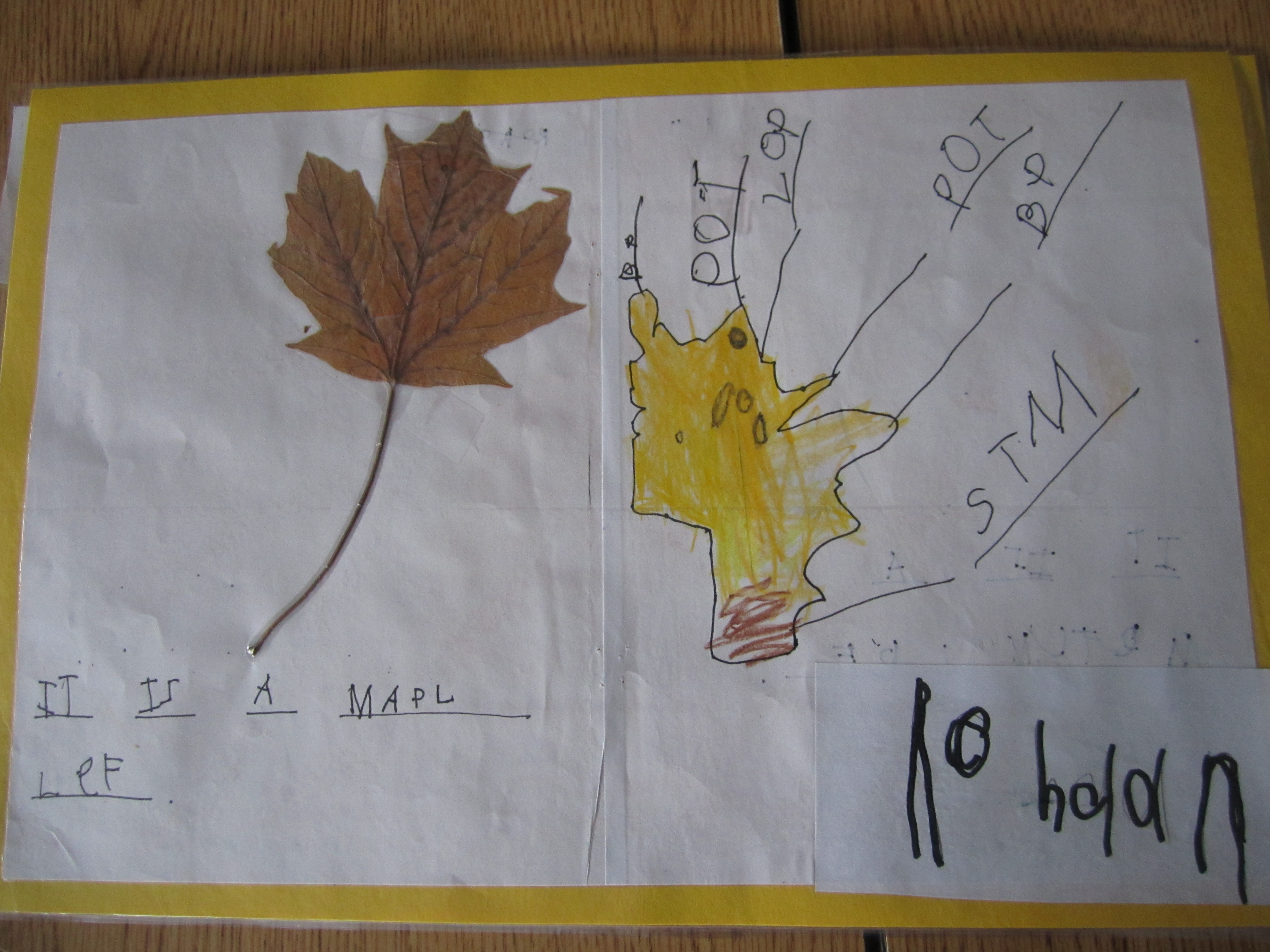 Child's drawing of a leaf