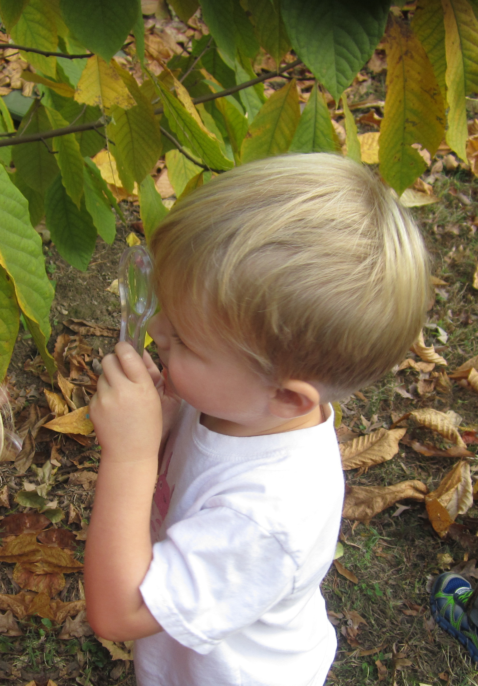 Child holding a magnifier to a tree leaf.