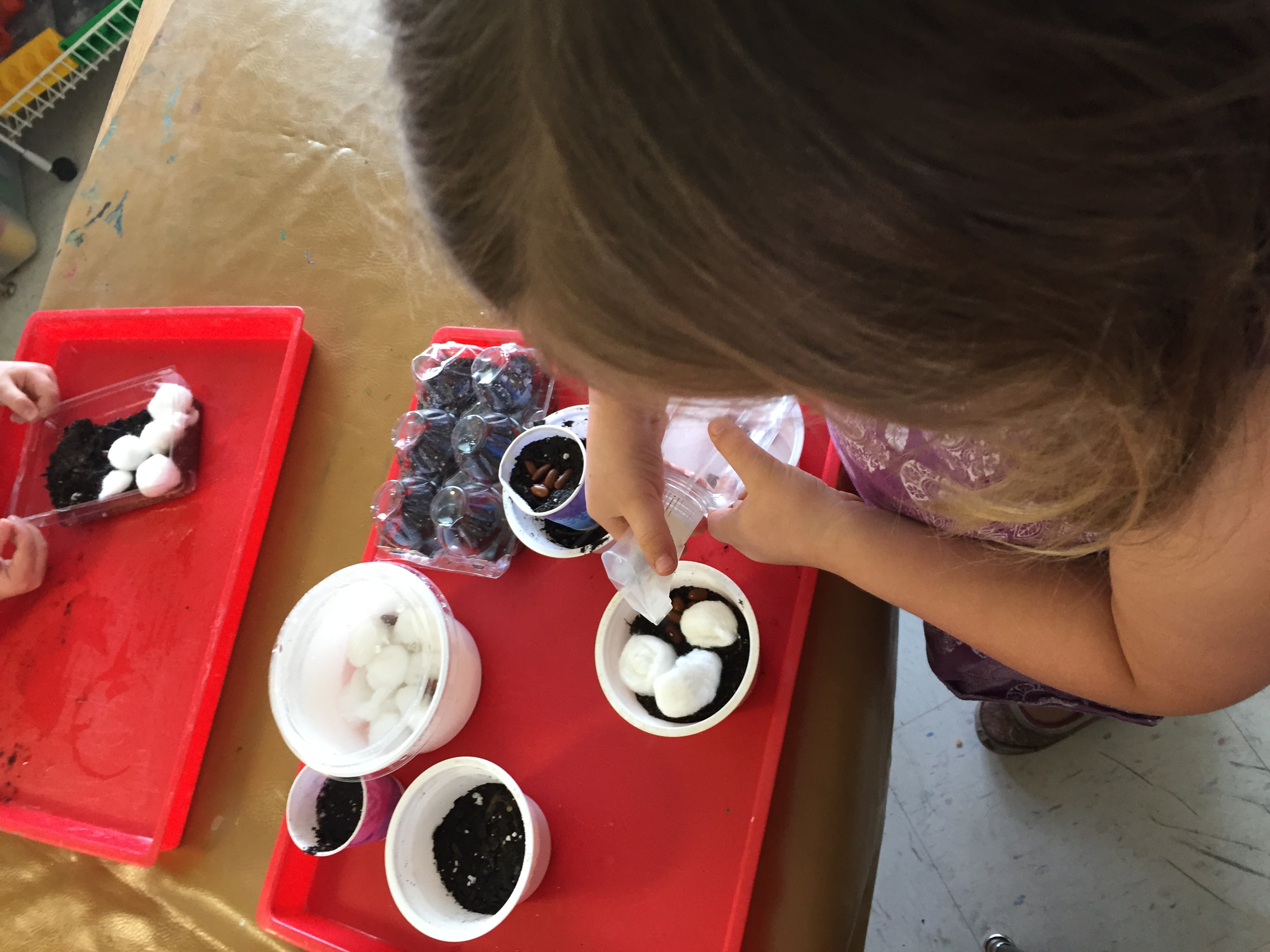 Child waters bean seeds planted in various media in different containers.