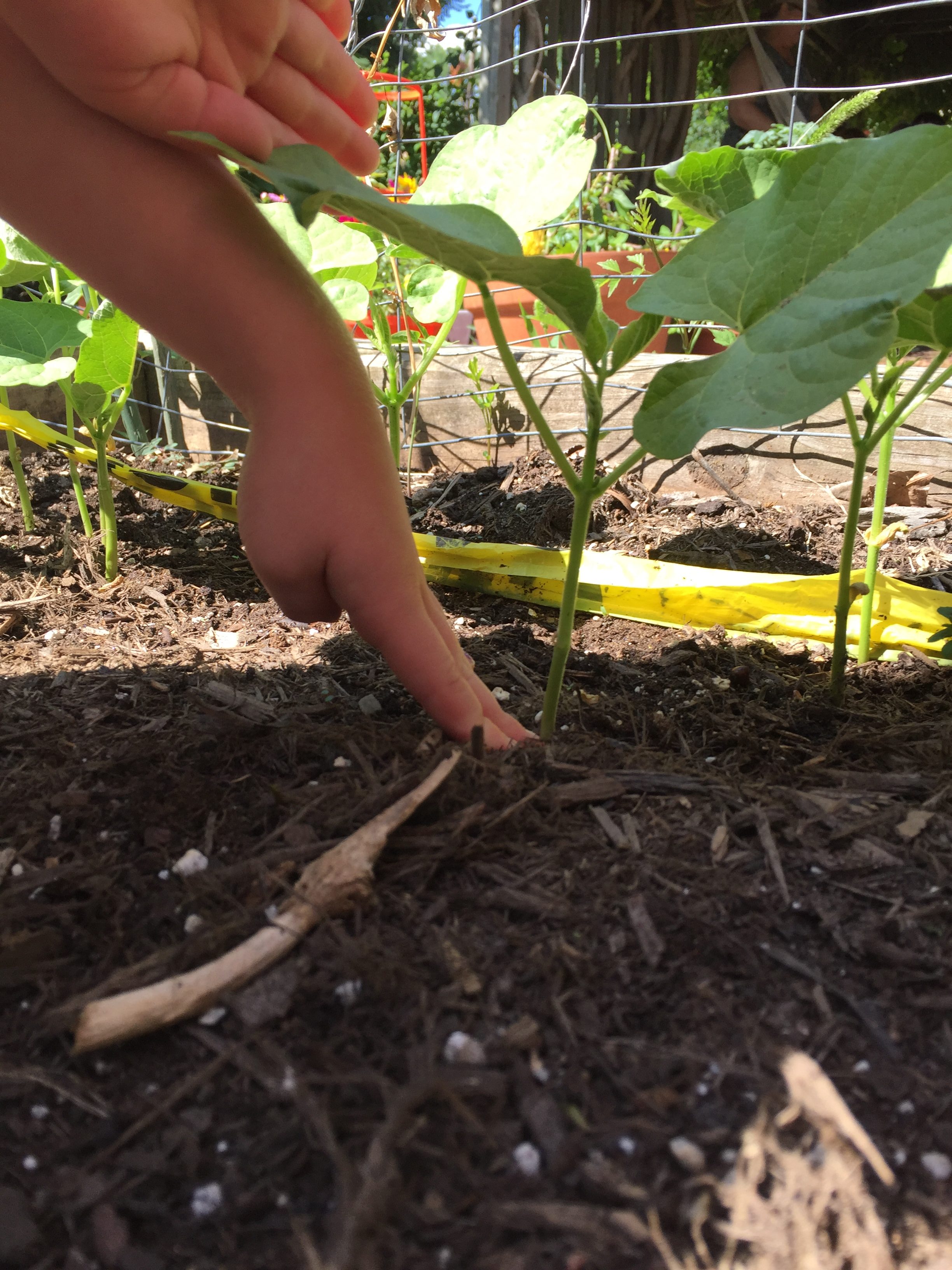Child compares length of hand to the height of a garden-grown bean plant.