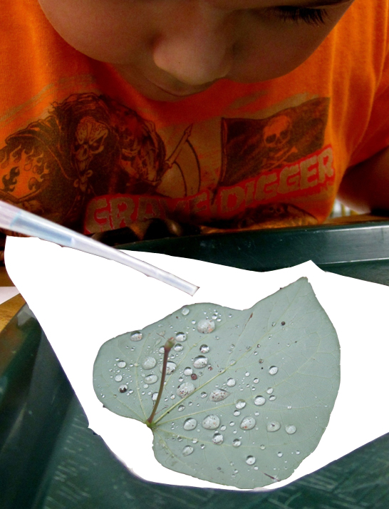 Child dropping water from a pipet onto a Redbud leaf