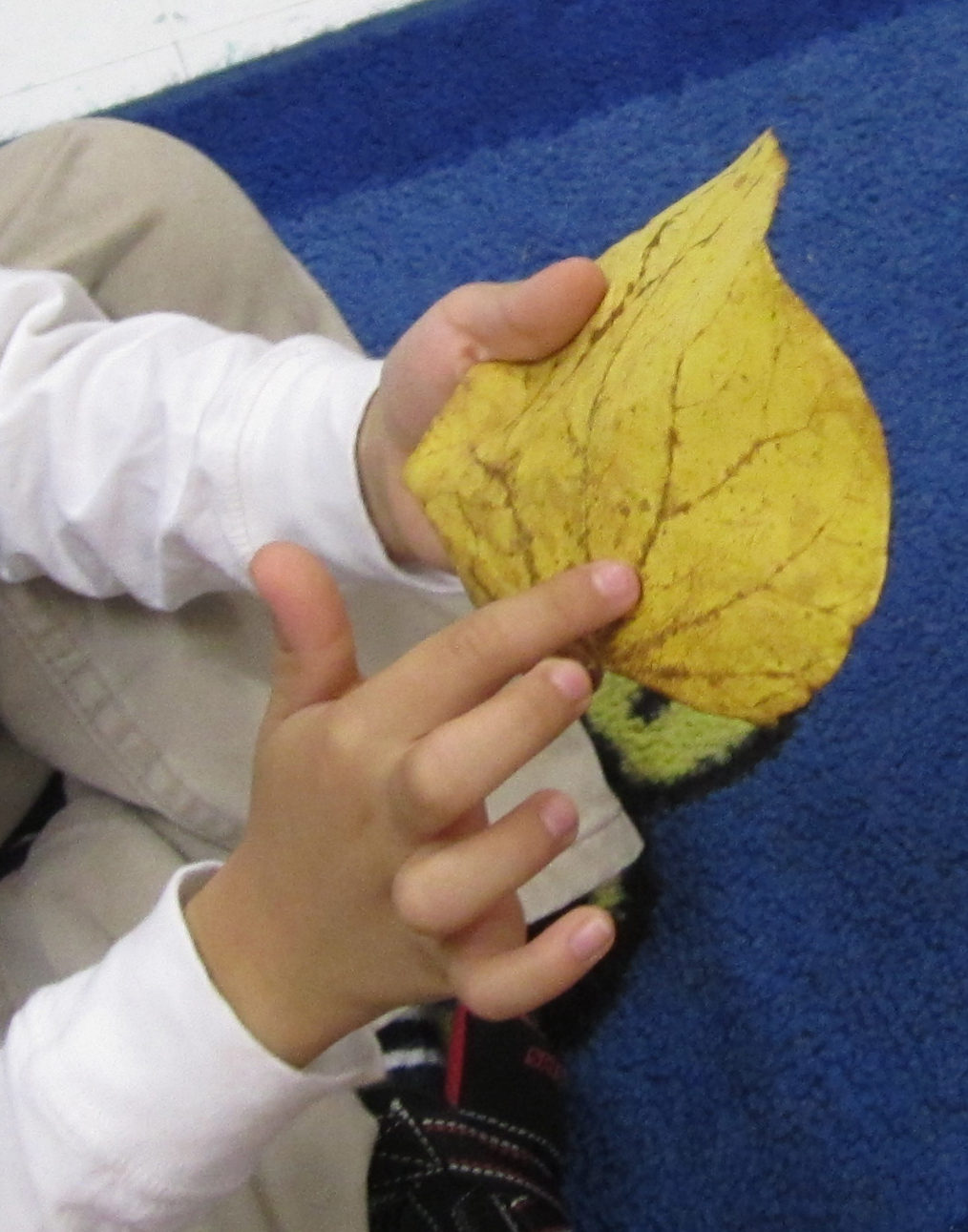 Child feeling a Redbud tree leaf with a finger.