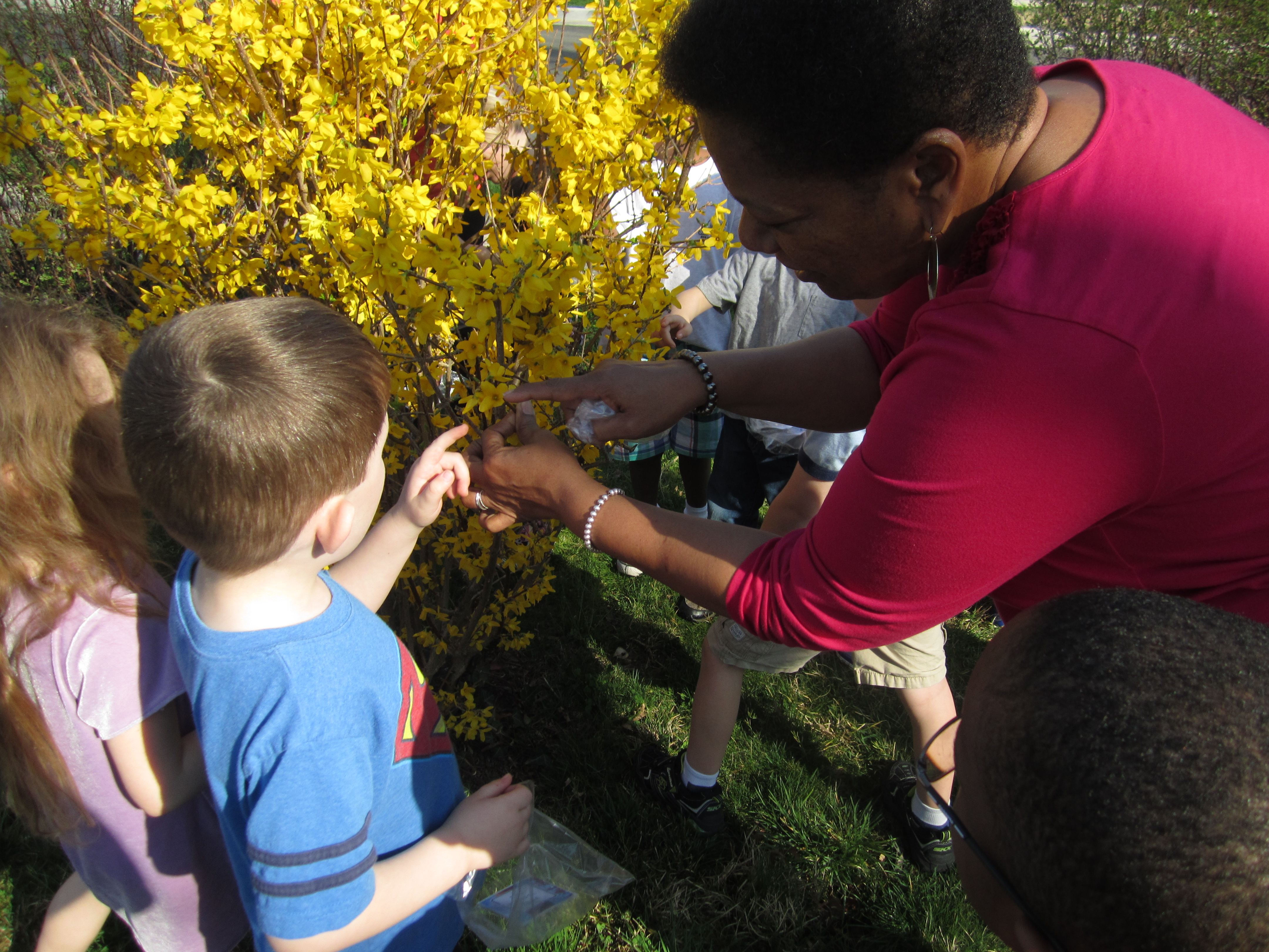 Teacher and child looking at forsythia bush flowers.