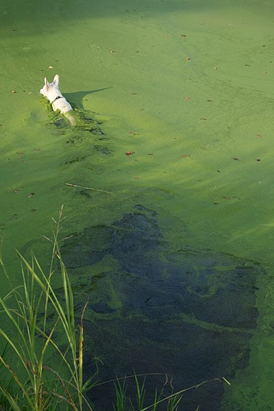german shepherd swimming in algae