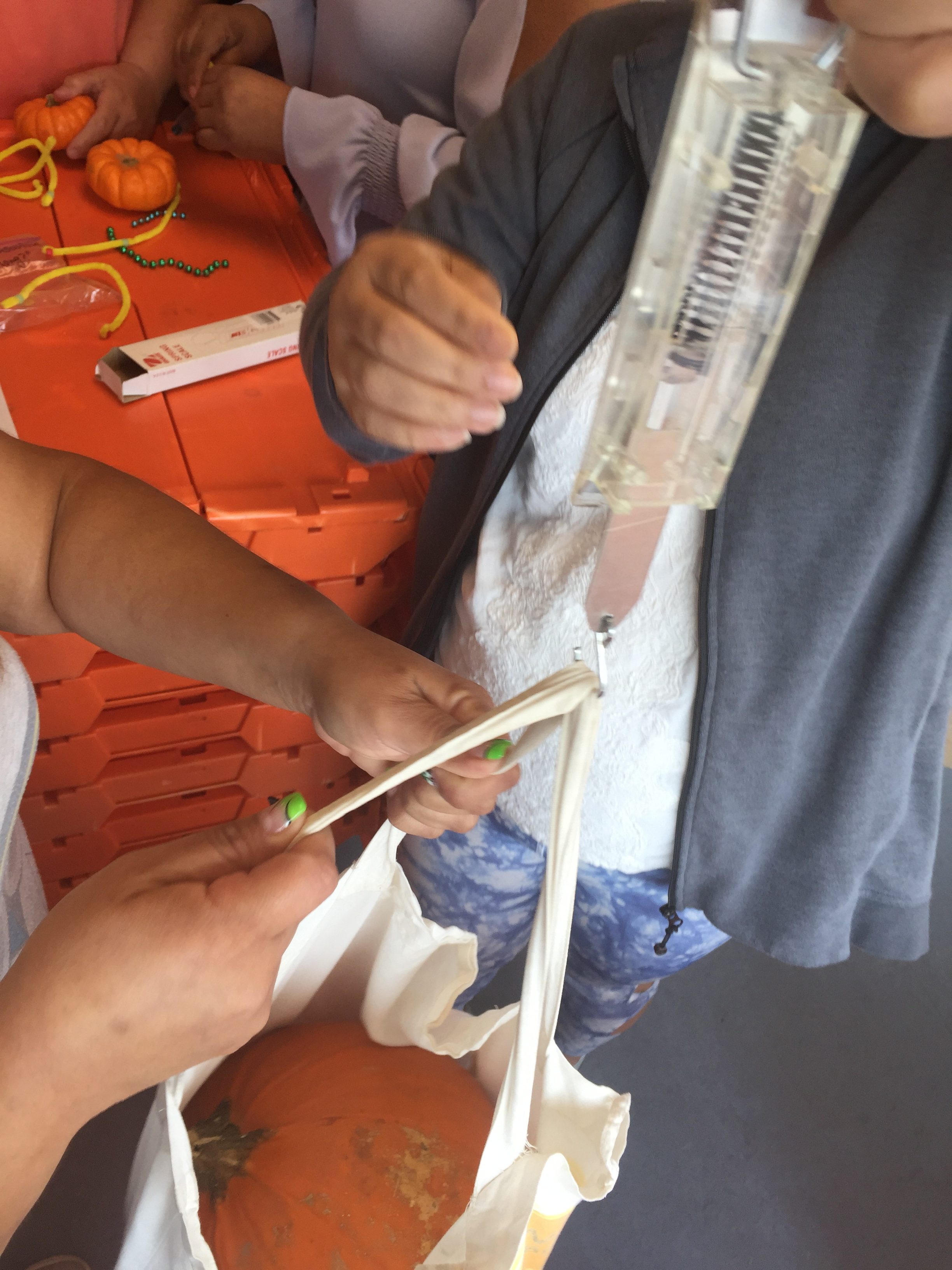 Adults putting a pumpkin in a bag hanging from a spring scale to measure the attribute of weight.