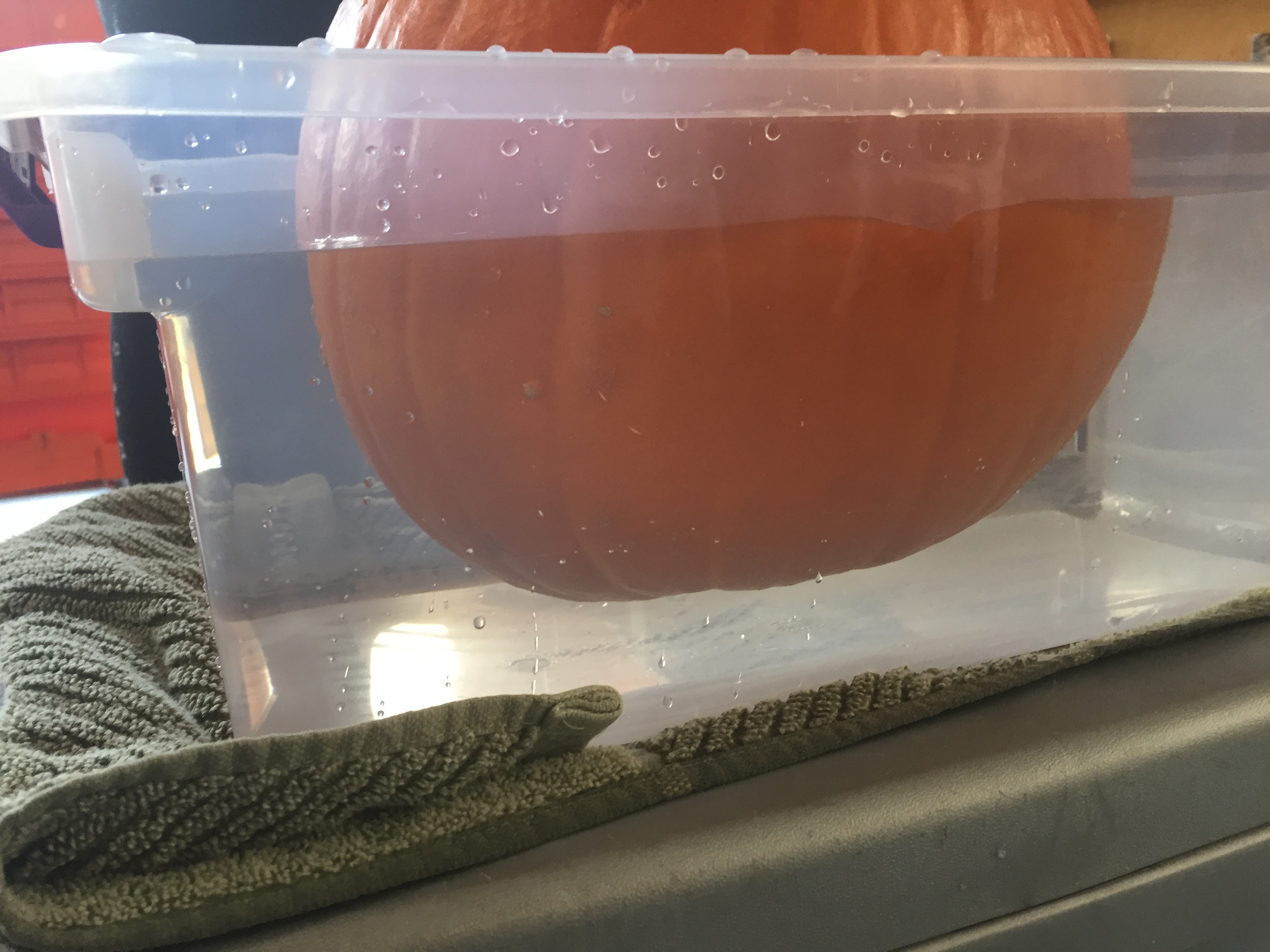 Large pumpkin floating just an inch above the bottom in a tub of water,.