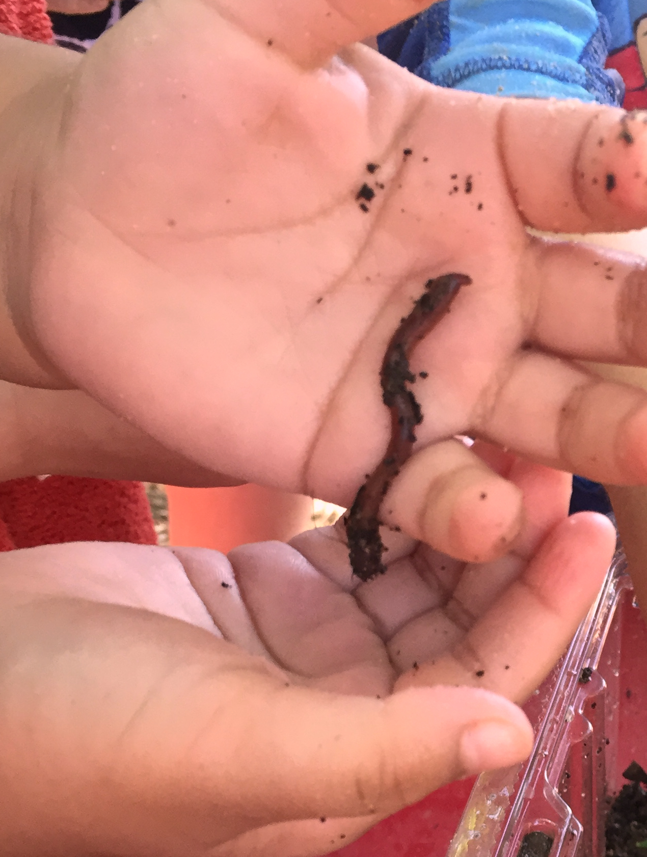 Child holding an earthworm in her hands.